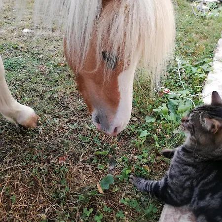 Celine'home Bed & Breakfast 3*